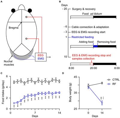 Effect of Restricted Feeding on Metabolic Health and Sleep-Wake Rhythms in Aging Mice